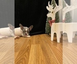 Puppy 3 French Bulldog