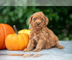 Puppy Hope Poodle (Miniature)