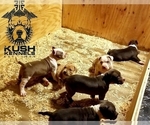 Small Photo #1 American Bully Puppy For Sale in YORK, PA, USA