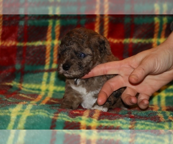 Medium Photo #8 Poodle (Toy) Puppy For Sale in DYERSBURG, TN, USA