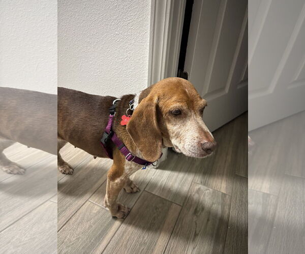 Medium Photo #2 Beagle Puppy For Sale in Tampa, FL, USA