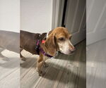 Small #1 Beagle