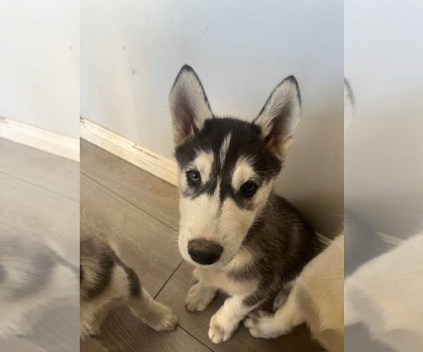 Medium Photo #1 Siberian Husky Puppy For Sale in WEST HILLS, CA, USA