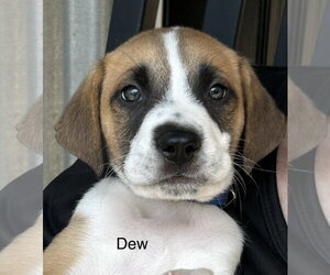 Labrador Retriever-Unknown Mix Dogs for adoption in Rockaway, NJ, USA