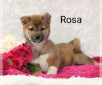 Puppy Rosa Shiba Inu