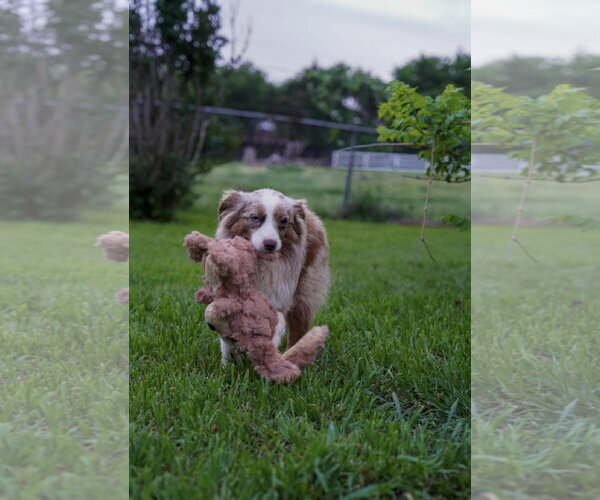 Medium Photo #3 Australian Shepherd Puppy For Sale in Dallas, TX, USA