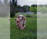 Small #2 Australian Shepherd