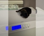 Small Photo #20 Doberman Pinscher Puppy For Sale in MACOMB TOWNSHIP, MI, USA