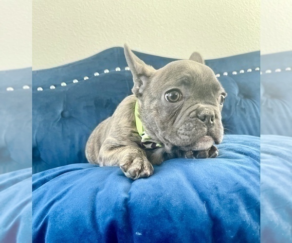 Medium Photo #2 French Bulldog Puppy For Sale in FORT LAUDERDALE, FL, USA