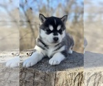 Small Photo #9 Siberian Husky Puppy For Sale in STAPLES, MN, USA