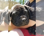 Small Photo #41 Mastiff Puppy For Sale in FULTON, NY, USA