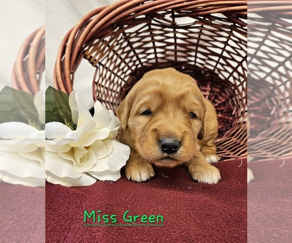Medium Photo #1 Golden Retriever Puppy For Sale in MORRILL, KS, USA