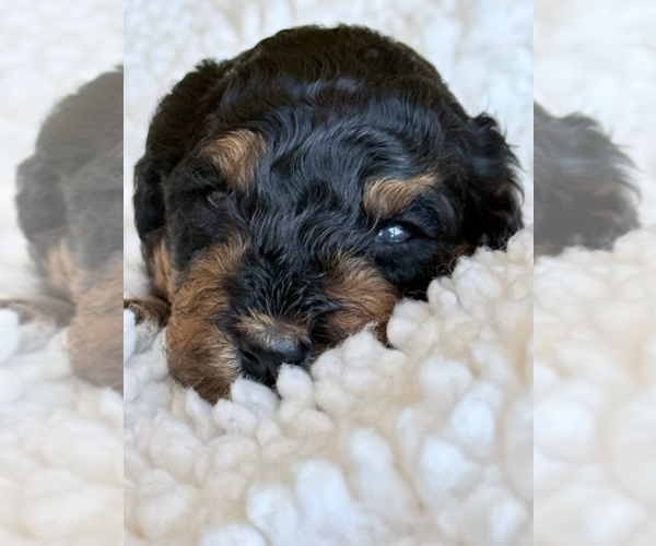 Medium Photo #1 Aussie-Poo-Bernedoodle Mix Puppy For Sale in LEXINGTON, SC, USA