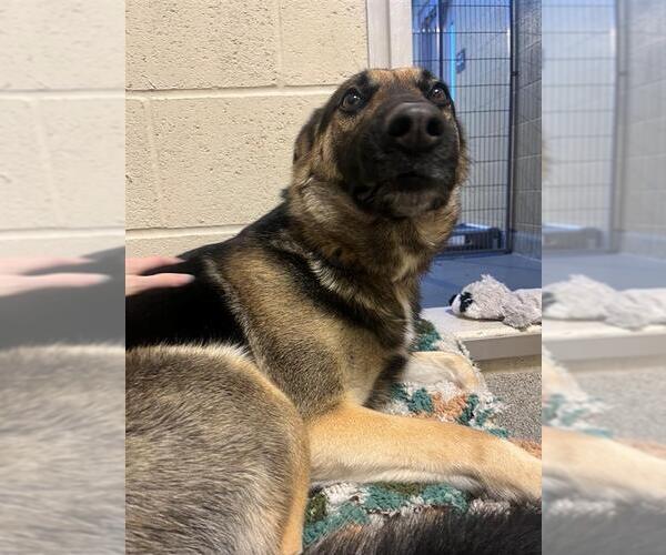 Medium Photo #2 German Shepherd Dog-Unknown Mix Puppy For Sale in Elk Grove, CA, USA