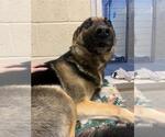 Small #1 German Shepherd Dog Mix
