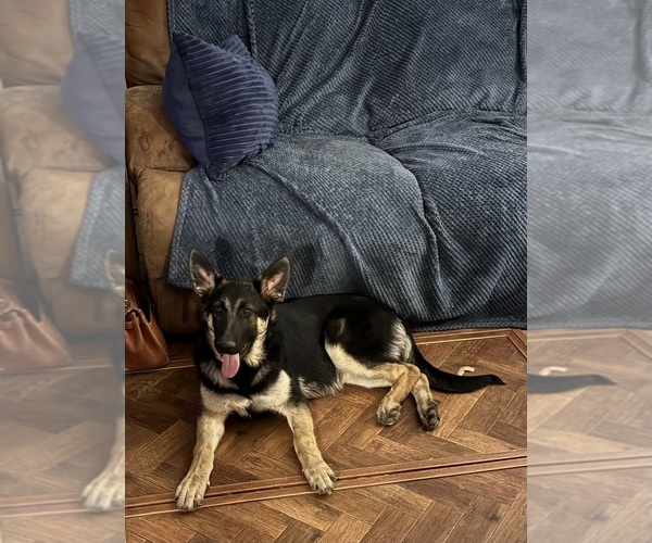 Medium Photo #1 German Shepherd Dog Puppy For Sale in FALL RIVER, KS, USA