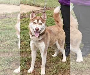 Siberian Husky Dogs for adoption in Royal Palm Beach, FL, USA