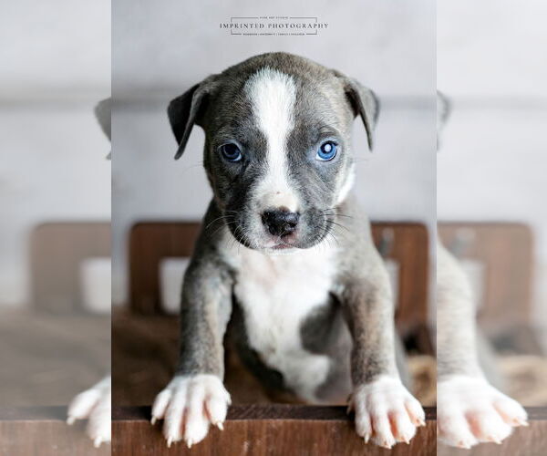 Medium Photo #2 American Pit Bull Terrier Puppy For Sale in Rockville, MD, USA