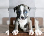 Small #1 American Pit Bull Terrier