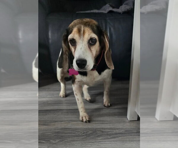 Medium Photo #4 Beagle Puppy For Sale in Tampa, FL, USA