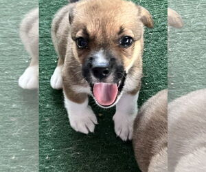 Cojack Dogs for adoption in MIDWAY, UT, USA