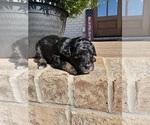 Small #10 Aussiedoodle Miniature 