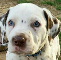 Dalmatian Puppy for sale in ELKMONT, AL, USA