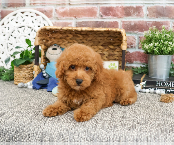 Medium Photo #11 Poodle (Miniature) Puppy For Sale in SYRACUSE, IN, USA