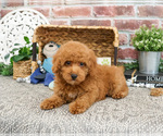 Small #10 Poodle (Miniature)