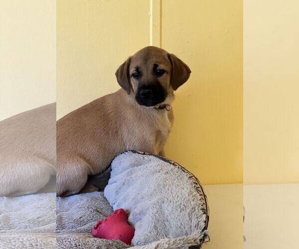 Medium Photo #2 Labrador Retriever-Unknown Mix Puppy For Sale in Crossville, AL, USA