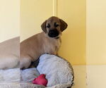 Small #1 Labrador Retriever Mix