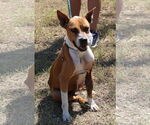 Honey - Female Boxer-Unknown Mix Dog for Adoption - Small photo