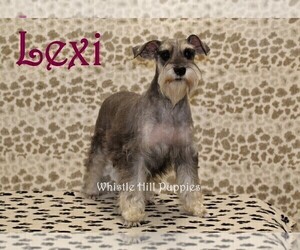Mother of the Schnauzer (Miniature) puppies born on 09/29/2021