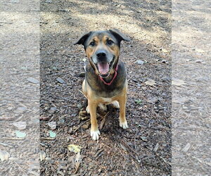 Gilbert - Male Mutt Dog for Adoption - Photo #4