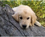 Small Photo #3 English Cream Golden Retriever Puppy For Sale in COLVILLE, WA, USA