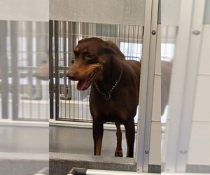 Doberman Pinscher-Unknown Mix Dogs for adoption in San Antonio, TX, USA
