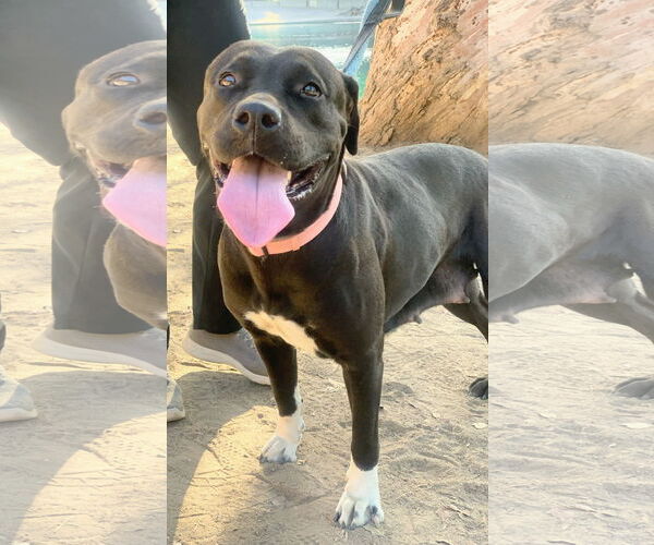 Medium Photo #4 Labrador Retriever-Unknown Mix Puppy For Sale in San Diego, CA, USA