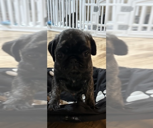 Medium Photo #27 Pug Puppy For Sale in TROY, MO, USA