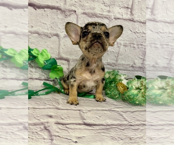 Medium Photo #3 French Bulldog Puppy For Sale in ELKHORN, WI, USA