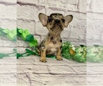 Small #2 French Bulldog