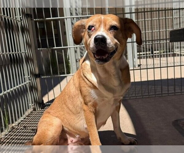 Medium Photo #2 Beagle-Unknown Mix Puppy For Sale in Martinez, CA, USA