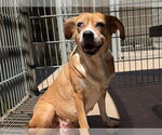 Small #1 Beagle Mix