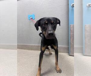 German Shepherd Dog-Unknown Mix Dogs for adoption in Las Vegas, NV, USA