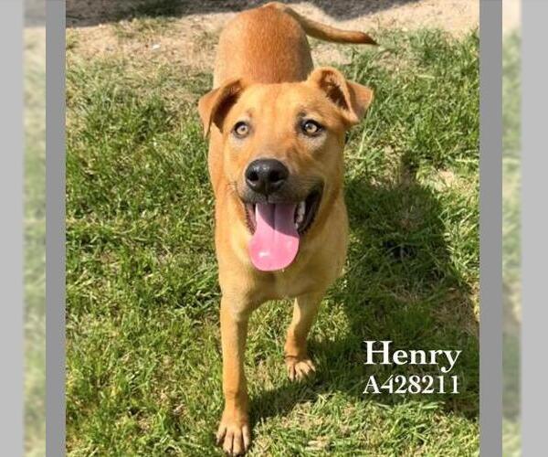 Medium Photo #1 Labrador Retriever-Unknown Mix Puppy For Sale in Conroe, TX, USA