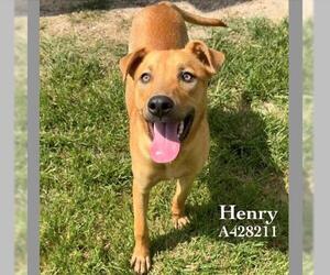 Labrador Retriever-Unknown Mix Dogs for adoption in Conroe, TX, USA