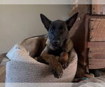 Small #13 German Shepherd Dog Mix