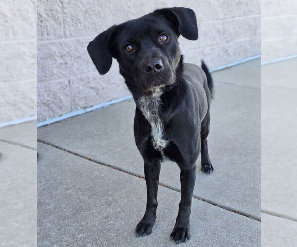 Medium Photo #10 Border Collie-Unknown Mix Puppy For Sale in Lakewood, CO, USA