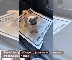 Pug Puppy for Sale in DESERT HOT SPRINGS, California USA