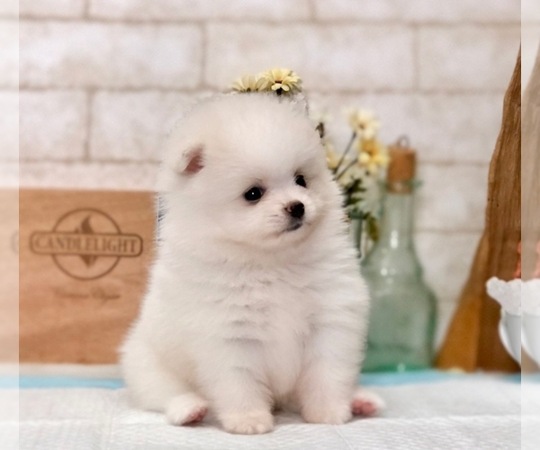 Medium Photo #6 Pomeranian Puppy For Sale in SAN FRANCISCO, CA, USA