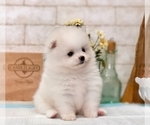Small Photo #6 Pomeranian Puppy For Sale in SAN FRANCISCO, CA, USA